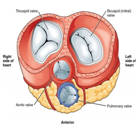 Functions of various components of a heart valve