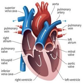 A visual representation of heart valve parts & components