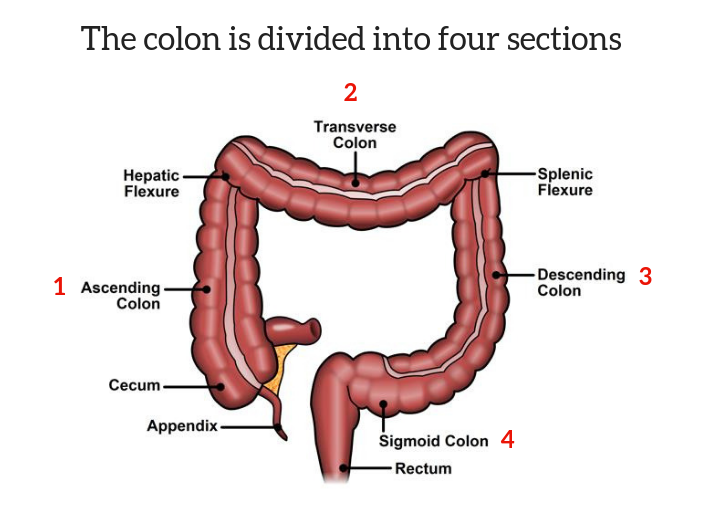 Various Sections of Colon